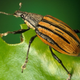 Image for article titled Weevil beetles have legs that are just like tiny screws